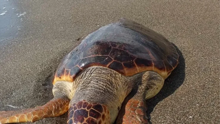 Hatay’ın Samandağ ilçesinde sahile vurmuş ölü caretta caretta bulundu